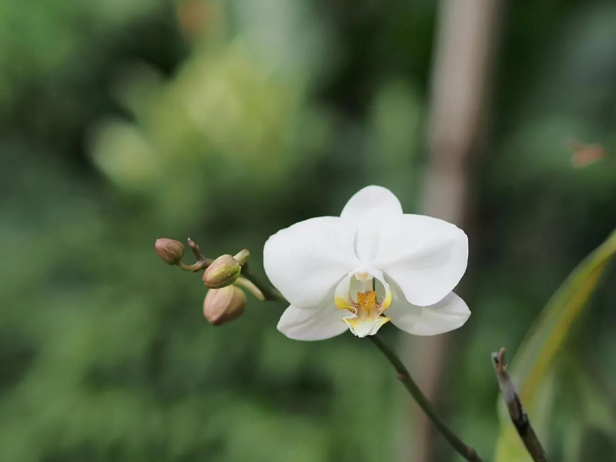 公寓 2Br Jungle House In The Edge Of Ubud