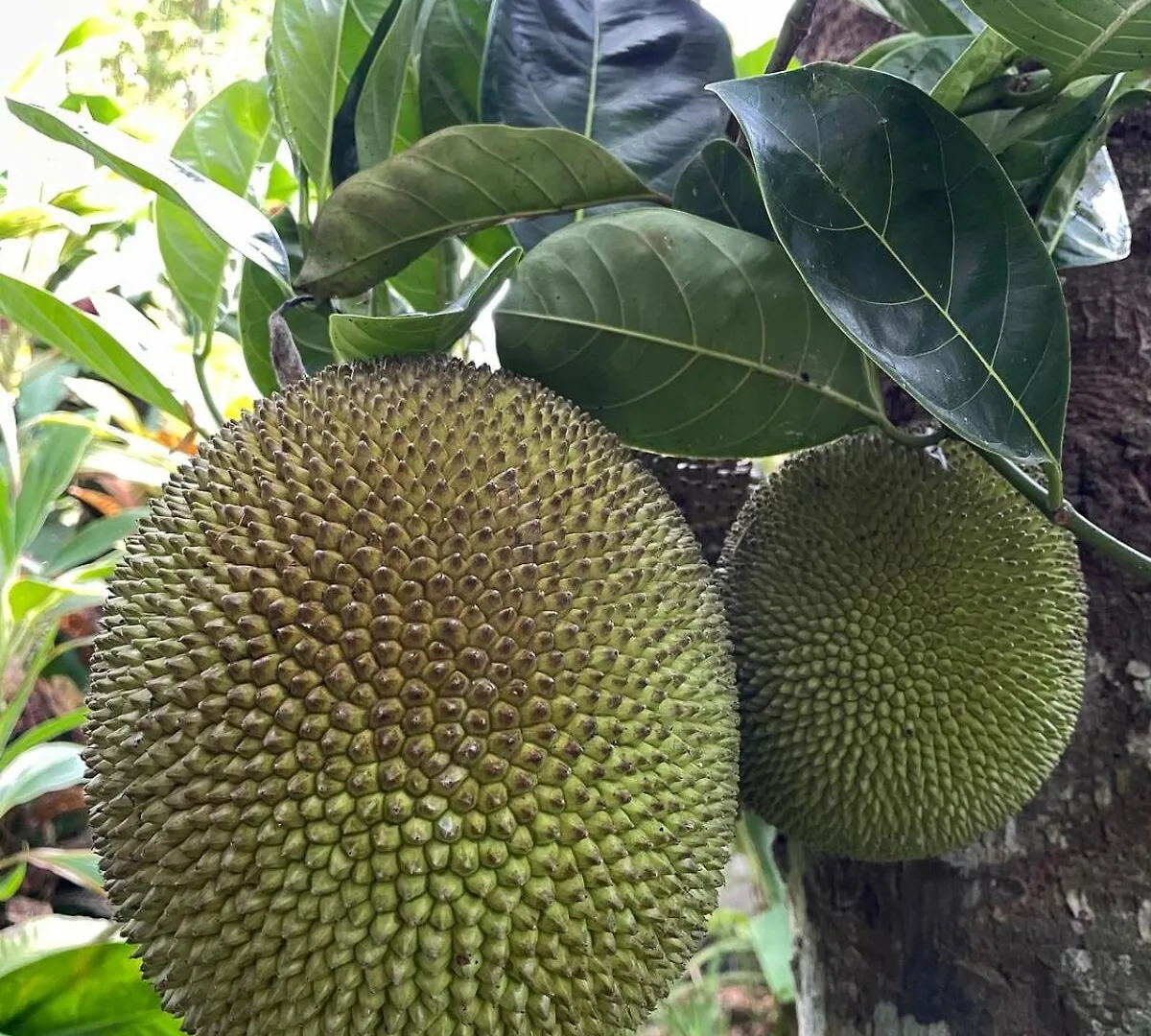 公寓 2Br Jungle House In The Edge Of Ubud