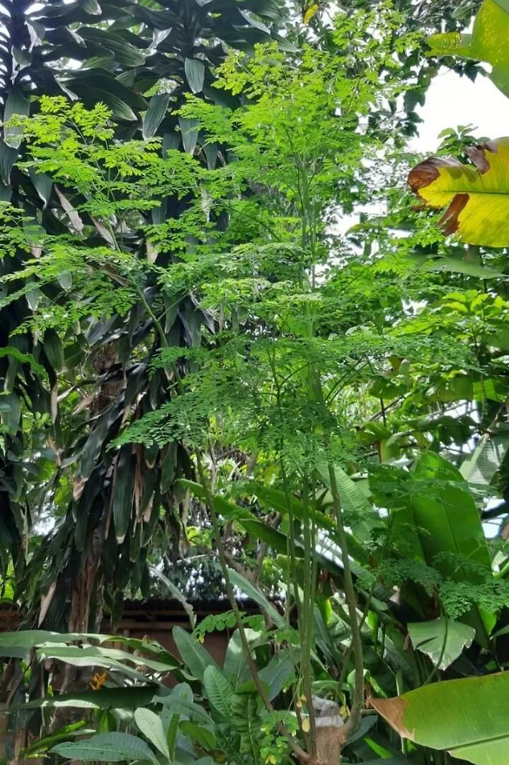 2Br Jungle House In The Edge Of Ubud 0*, Ubud (Bali) Indonesia
