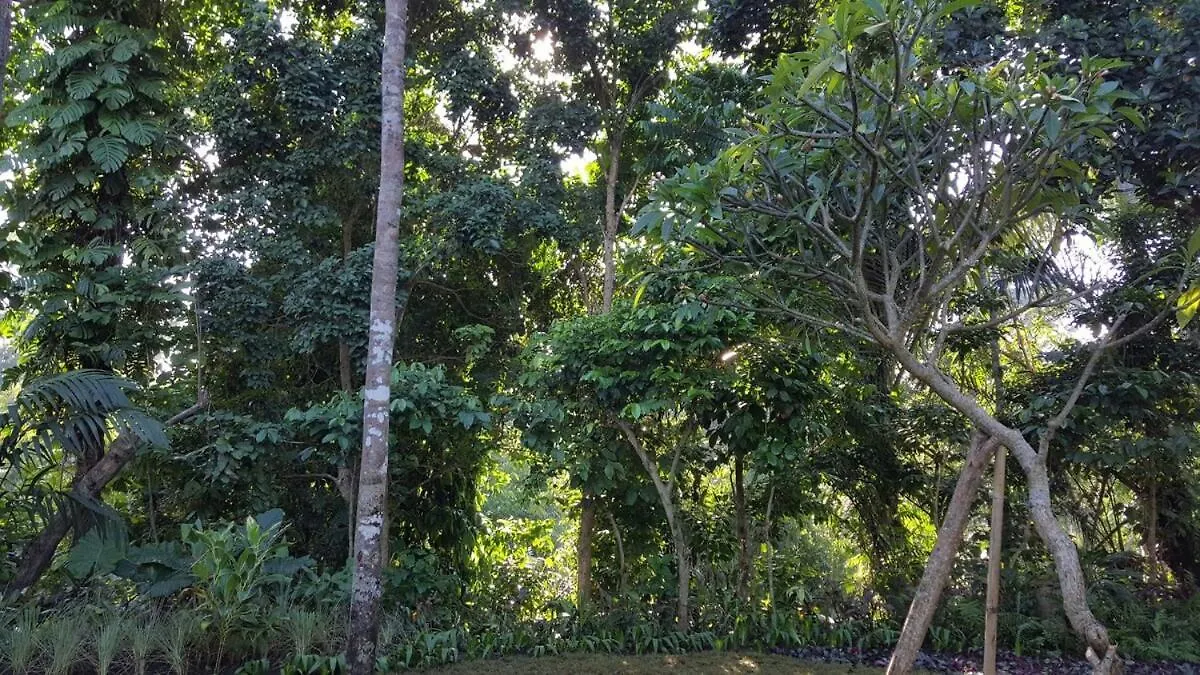 2Br Jungle House In The Edge Of Ubud 0*, Ubud (Bali) Indonesia
